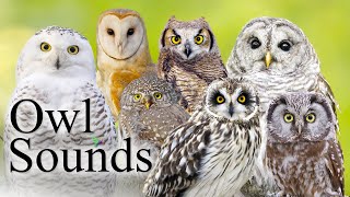 The Best Owl Sounds🦉 Different Types of North American Owls and Their Sounds🎶 [upl. by Jevon]