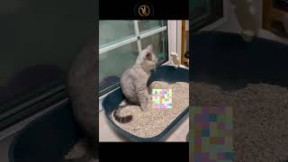 VIDEO CORE VIRAL Kucing Kaget Ini Bikin Heboh Dunia Maya kucinglucu kucing memekucinglucu [upl. by Ecitnirp]