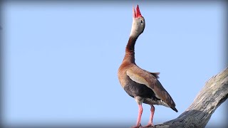 Blackbellied WhistlingDuck Dendrocygna autumnalis [upl. by Arza927]