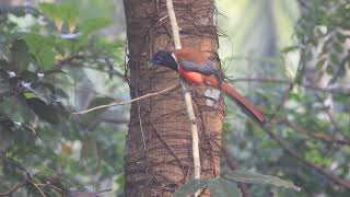 Malabar Trogon  Harpactes fasciatus [upl. by Gaidano]