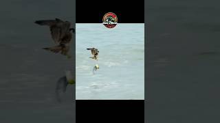 the best peregrine falcon hunting Bird on Sea [upl. by Knowling649]