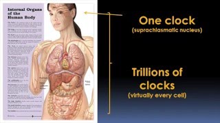 Circadian Rhythms and Your Health Video  Brigham and Womens Hospital [upl. by Lihas946]