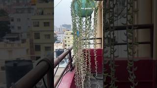 Curio radicans  plant in my Am garden 🏡like 👍share👉subscribe 🔔 [upl. by Nnylirej]