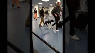 Woman busted at Las Vegas airport by drug sniffing dog dog drugdog security airport Vegas [upl. by Enyrehtac]