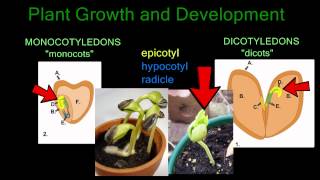 Plant Growth and Development [upl. by Panthea]