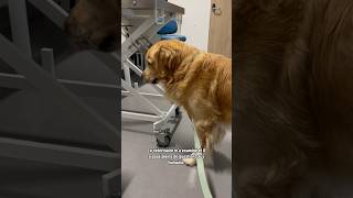 VÉTÉRINAIRES EN URGENCE…😭 On a eu trop peur…  chien dog pets goldenretriever puppy [upl. by Gievlos]