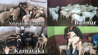 Karnataka Bannur vilayati Guntur Sheeps new Stock Arrived at MGS [upl. by Edmunda]