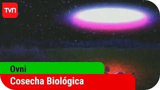 Cosecha biológica  Ovni  T2E5 [upl. by Manas565]