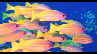 BigEye Yellow Snappers  Raja Ampat Indonesia [upl. by Ardnak]