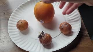 American Persimmon vs Asian Persimmon Taste Test [upl. by Atarman]