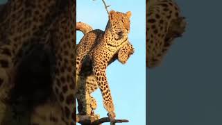 A leopard watches the sunset perched high on a tree [upl. by Mayne]