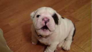 Bentley the Bulldog Puppy is fussy [upl. by Ayhay]