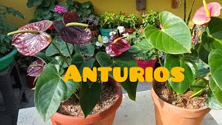 Sustrato recomendado para anturios y como reproducirlos por esqueje anturios anturium plantas [upl. by Gan478]