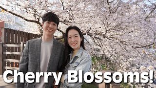 Cherry Blossom Walk in Busan Korea [upl. by Glarum634]