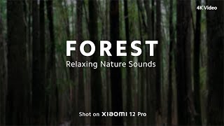 Relaxing Nature Sounds  1min  Forest  4K [upl. by Tabbie]