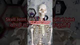 Skull Joint  AtlantoOccipital joint  खोपड़ी गर्दन पर किस जगह जुड़ती है shorts  Video [upl. by Yeltrab]