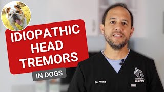 Idiopathic Head Tremors  Why is my dogs head shaking [upl. by Rayle]