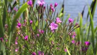 Hairy Willow Herb  Epilobium hirsutum  Zottiges Weidenröschen [upl. by Ariait864]