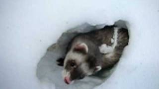 Ferrets Tunneling In Snow [upl. by Tymon722]