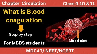 What is Blood clotting A to Z details  Blood coagulation cascade [upl. by Suzann634]