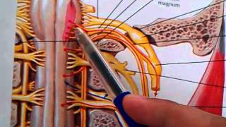 131 Accessory and hypoglossal nerve [upl. by Fabe]