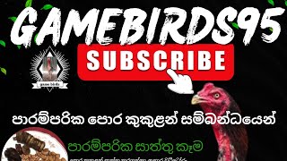 පොර කුකුල් සාත්තුව සම්බන්ධයෙන් ආධුනිකයන්ට විශේෂ කරුණු රාශියක් [upl. by Catina]