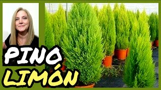 🌲PINO LIMÓN cipres limon🌲VeronicaCampaniniPlantas [upl. by Kale]