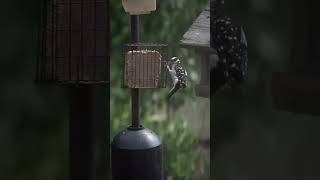 Hairy Woodpecker pounds suet with big beak birdwatching backyardbirds nature wildlife birds [upl. by Marilee]