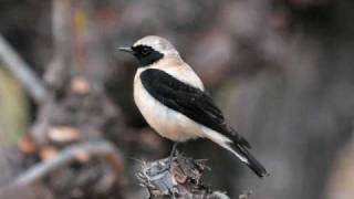 Olivier Messiaen  Catalogue doiseaux Le traquet stapazin Blackeared Wheatear [upl. by Jochebed]