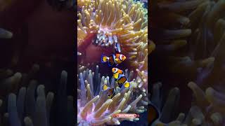 Focus on clownfish playfully darting in and out of an anemone [upl. by Rattan]