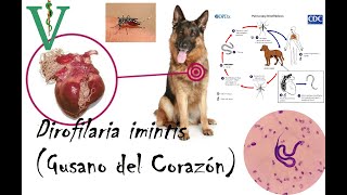 Dirofilaria Iminitis Gusano del Corazón Ciclo de vida [upl. by Sidnala968]