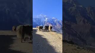 Mountain Cow  Yak tranding yakko mountaincowammarbist nepal himalayas [upl. by China]