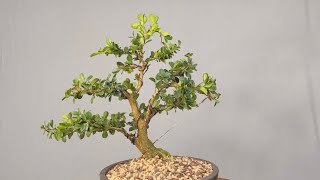 Transforming a Boxwood shrub into a bonsai tree [upl. by Noeruat]