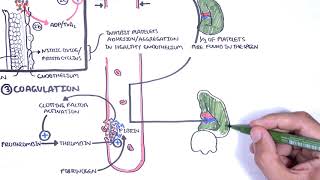 Thrombocytopaenia low platelets Overview  platelet physiology classification pathophysiology [upl. by Laraine]