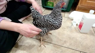 How to drain a chicken with water belly [upl. by Gretal611]