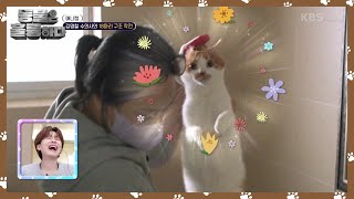 긴장도가 높아진 고양이들 방을 하나씩 살피는 김명철의 구조 계획 동물은 훌륭하다  KBS 241116 방송 [upl. by Arnon954]