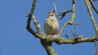 Singing Woodlark [upl. by Esila796]