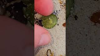 Broken green bubble algae Playa del Carmen Mexico tropical Caribbean Sea beach life nature explore [upl. by Nonie]