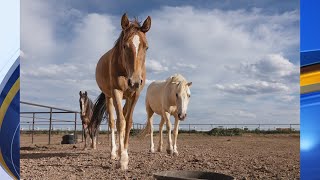 Local Horse Rescue hosting adoption fundraising events [upl. by Trebled]