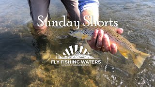 Fishing The Green River Wyoming Video Clips  Sunday Shorts  Fly Fishing Waters [upl. by Atirehs]