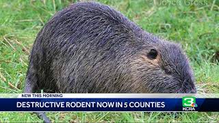 Ratlike creature invades San Joaquin County [upl. by Nerag]