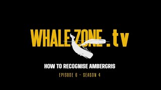 HOW TO RECOGNISE AMBERGRIS  WHALEZONETV S4E6 [upl. by Arait]