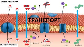 Биомембрани  Транспорт  Биохемија [upl. by Naivat]