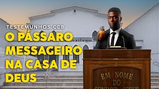 TESTEMUNHOS CCB O PASSÁRO MENSSAGEIRO ccb [upl. by Yrekaz]