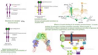 insulin GLUT4 RTKs receptor tyrosine kinase tirosina cinasa akt PKB PDK biochemistry bioquímica [upl. by Llednik]