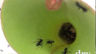 Ants aquaplaning on a pitcher plant [upl. by Eal858]