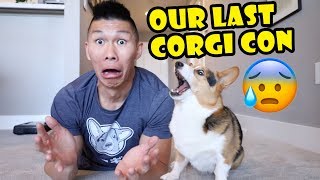 Why This May Be Our Last Corgi Con  Extra After College [upl. by Nilyahs]