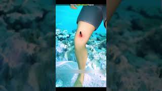 How does a stingray sting । shorts [upl. by Franzoni574]