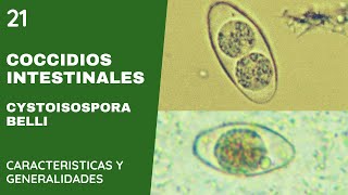 Coccidios Intestinales 21 Cystoisospora belli  Cystoisosporiasis [upl. by Eustazio]