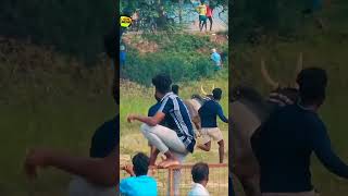 Keelakottai manjuvirattu 2024 shorts shortsvideo viral trending [upl. by Wellington]